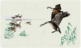 Bacova Flight Goose Flight 10038
