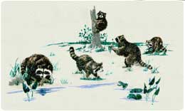 Bacova Mailbox Raccoons 10042