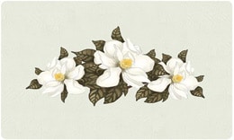 BG_bacova_magnolia1