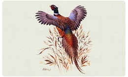 BG_bacova_new_pheasant1